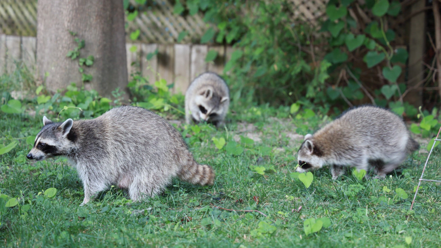 group of raccoons on a residential house backyard