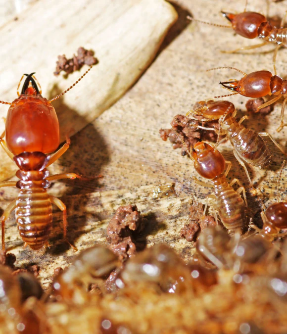 Termites